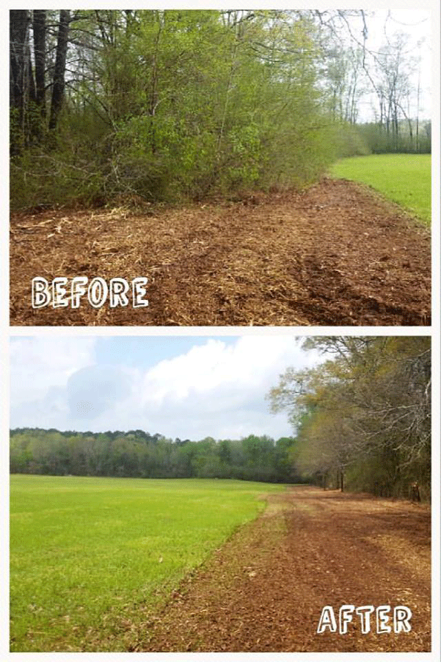 mulched trees