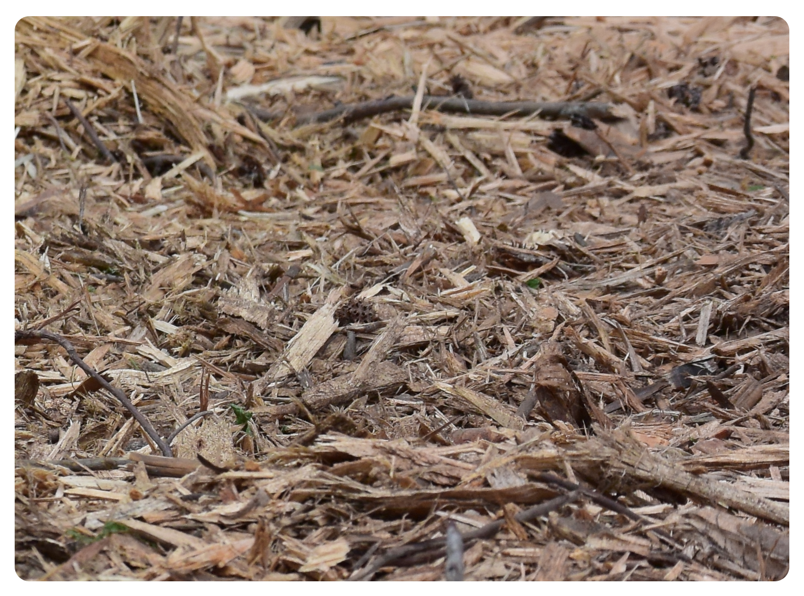 mulched trees