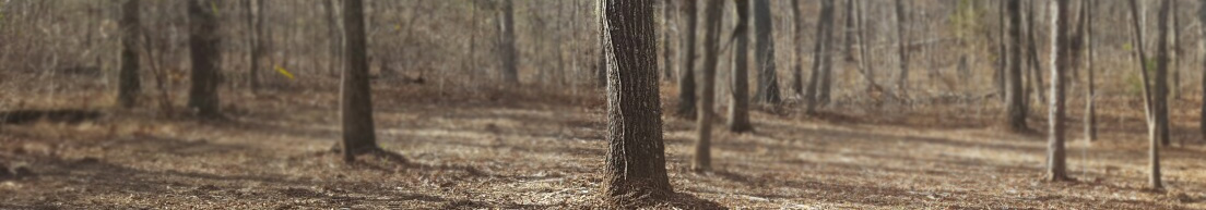 forestry mulched woods